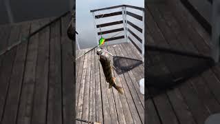 Утро рыбака #fishing #рыбалка #селигер