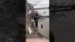 Окунь в феврале на отводной поводок.