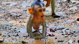 poor tiny baby monkey hungry finding food by herself