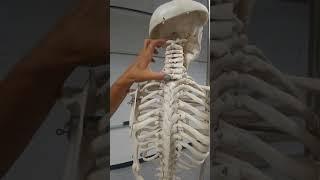 Skeletal System--Vertebral Column