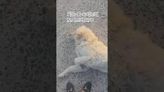 황금이 =뽀끄미 빼박#황금이#황금이일상#몽실이남편 #남해일상#puppy#뽀끄미#리트리버믹스견