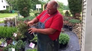 Pruning Weigela for a flush of new growth and a new batch of flowers.