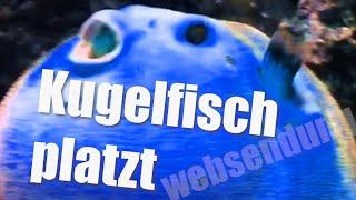 Kugelfisch platzt - pufferfish puffed up and bursts