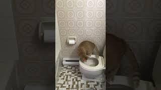 Cat casually taking a leak in the toilet (I didn’t teach him,he did it on his own)