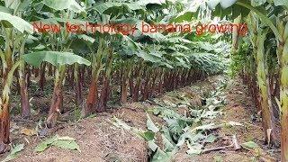 New technology banana growing