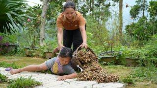 A day of bountiful harvest Peanut garden planted 3 months ago - Luu Linh Building New Life