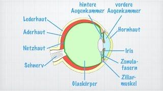 Das Auge