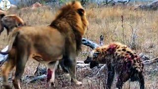 Lion vs hyena, fierce battle