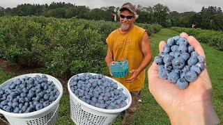 Big Blueberry Harvest