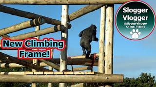 First Test! Gorillas Explore Their Brand New Climbing World