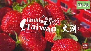 【苗栗大湖】EP23 完整版｜Linking368Taiwan