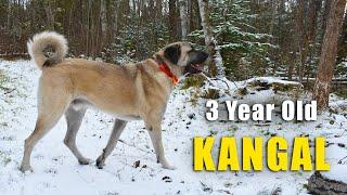 3 Year Old Kangal | Ash The Kangal |