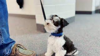 Adorable Mini Schnauzer Training Video 2023