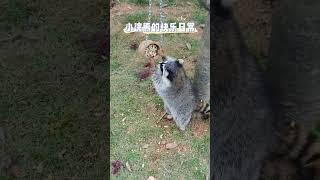 小浣熊的快乐日常 raccoon #animal 【跟着图尔去旅行】