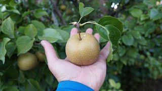 Hosui Asian Pear - Taste Test - So Juicy and Sweet!