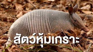 สารคดี สำรวจโลก ตอน สัตว์หุ้มเกราะ