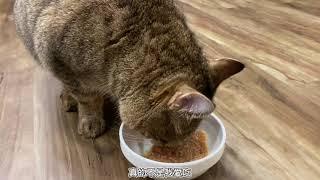 環保貓偷吃日本嬌聯銀湯匙貓餐包[EP2]Tabby Cat Eat Unicharm Silver Spoon Cat Meal Kit トラ猫 食べる ユニ・チャーム 銀のスプーン ねこミールキット