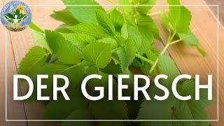 der Giersch - das Superkraut in deinem Garten