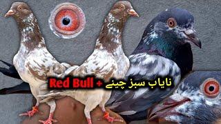Red Bull Madi or Nayan Sabaz Cheenay || Pigeons Gallery ||