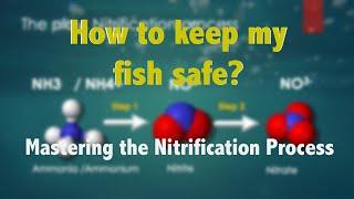 Understanding the Nitrification Process in the Nitrogen Cycle: Nitrification and Denitrification