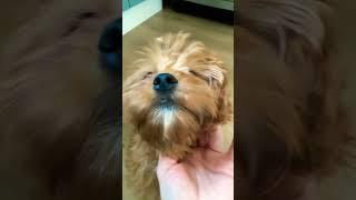 100% гарантия качества  #кавапу #булка #dogs #dogshorts #щенки #cute #puppy #funny #pet #dog