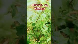 Ramzan ka Mahina #duet #saqibrazabayan #islamicholiday #urdu #poetry #song #urdupoetry #nature