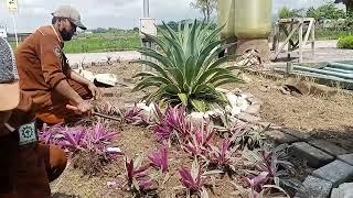 Cara pembuatan taman mudah banget "nuasansa alam indah dan menawan"