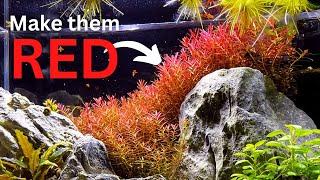 How to grow red plants? How to make them red? Easy tips!