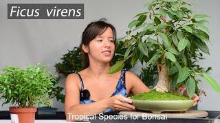 Tropical Species for Bonsai - How to grow them