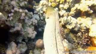 Two moray eels free swimming