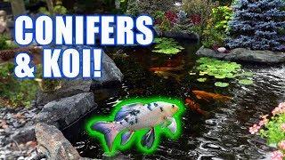 RARE CONIFERS, Bonsai, and a KOI Pond!