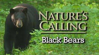 Nature's Calling - Bears in Missouri (May 2024)