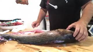 How to filet a Bass or most other gamefish. Striped Bass fillet methods.