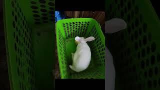 #rabbit#nature#animallover #My Chiku