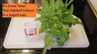 Lettuce in a Yogurt Cup - It's Grow Time #13