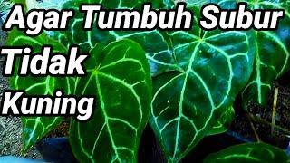 Tips Merawat Bunga Kuping Gajah Agar Tumbuh Subur