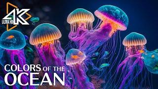 The Ocean 4K - faszinierende Momente mit Quallen und Fisch im Ozean - Entspannungsvideo #2