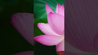 Solve any problem with the Daimoku of the Lotus Sutra