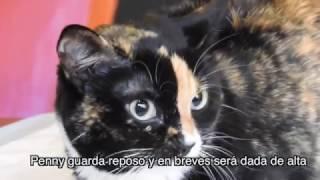 CAP 73. VETERINARIO ONLINE. Resolver los Cálculos en sistema urinario de la gataPenny