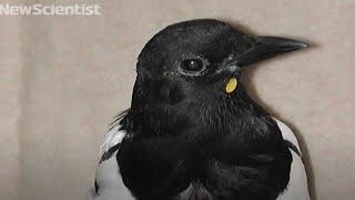 Mirror test shows magpies aren't so bird-brained