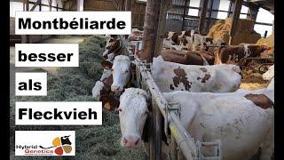 "Die besseren Fleckvieh": Montbéliarde-Kühe auf Betrieben im Jura