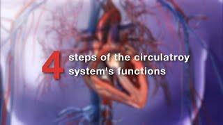 Visible Body | Learn: Pulmonary & Systemic Circulation