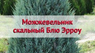 Можжевельник скальный Блю Эрроу  Обзор: посадка и уход. саженцы, крупномеры: описание и особенности