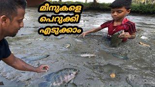 കരിമീൻ പിടുത്തം ഇവിടെ പിള്ളേര് കളിയാണ്../pearl spot fish