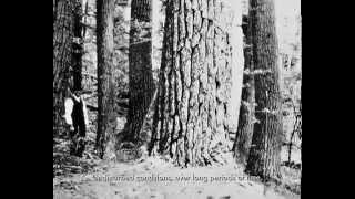 What are Old Growth Forests?