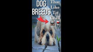 Small dog breeds that like to chill | perfect lapdogs | #shorts #hackualfactual #dogs #cutedogs