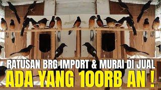 TUMPAH RUAH ! RATUSAN EKOR BURUNG IMPORT DAN MURAI BATU DI JUAL ADA YG 100RB AN !