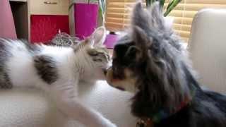 Kitten is surprisingly gentle with her puppy...