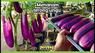 menanam terong ungu di polybag |  berbuah besar |