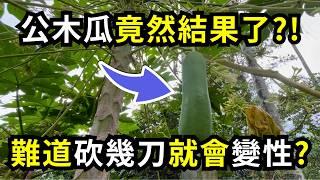 公木瓜結果了!為什麼公木瓜會結果?難道砍幾刀會讓它變性嗎?分享公木瓜實驗過程| 阿星種植